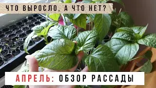 Обзор рассады на подоконниках / Апрель