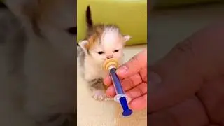 Baby kittens drinking milk 🍼😻