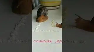поверните направо! Даже улитки соблюдают правила ПДД 😂 
