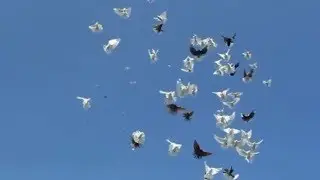 Голубь - летающий высоко
