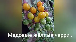 Томаты которые выращиваю уже не первый год. #Черри #Томаты#