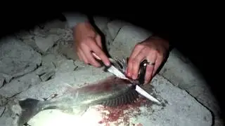 Cleaning walleye at hillsdale lake, kansas