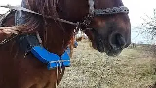 ЛОШАДИ/ перевозим сено