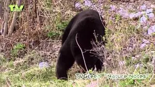 Black bears in Jasper & Banff National Park
