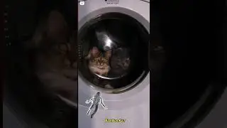 Кошки