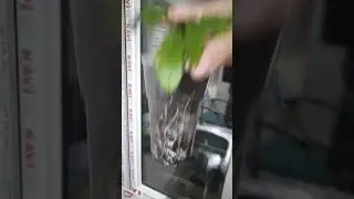 How to Root Figs/Rooting Fig Cuttings