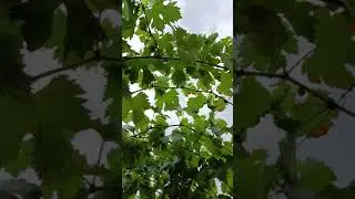 Полностью поспели Талдун,  Румын, Бодрый.