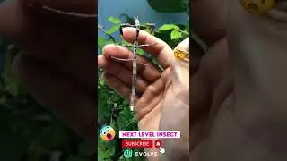 Giant Stick Insect | Coolest CAMOUFLAGE | Next Level Insects | #stickinsect #shorts #viral