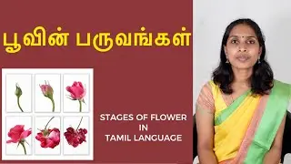 பூவின் பருவங்கள்/படிநிலைகள் | Stages of flower in Tamil language