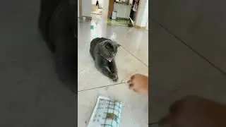 Ловкость лап и никакого мошенничества