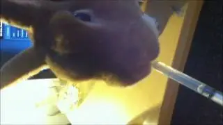 Rabbit drinking from a syringe