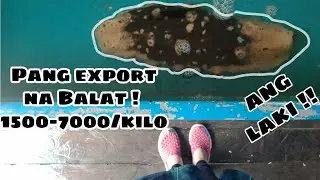 HIGANTING BALAT  na pang EXPORT | GIANT Holothuria fuscogilva for export