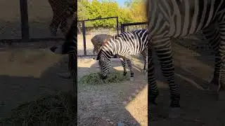 WILD LIFE IN TARSUS ZOO #zoo #wildlife ##wildnature #animals #nature #birds #lion #tiger