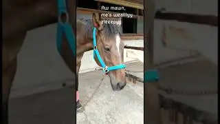 We Met A Very Sleepy Horse