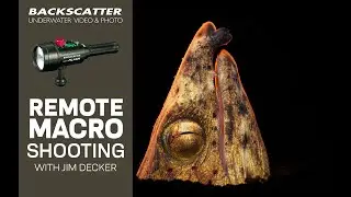 Remote Macro Underwater Photography Lighting With The Backscatter Mini Flash 2