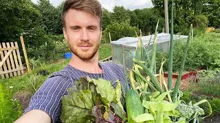 Jag skördar min middag på odlingslotten! En lugn video utan prat.