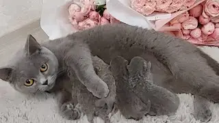 25.Кошка БУСЯ и Котята