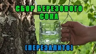 Сбор березового сока