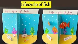 Lifecycle of fish | Lifecycle of fish 3D model | Lifecycle of fish paper craft