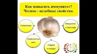 Как повысить иммунитет Чеснок и его целебные свойства