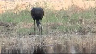 Birds of Africa 2
