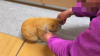 ちょこんと感がたまらない