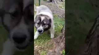 Кавказец загоняет кур в курятник! 
