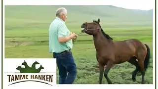 Sprained foot! Horse is scared and refuses! | Tamme Hanken | Kabel Eins