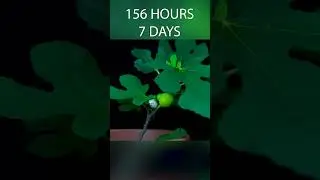 17 Days in 35 Seconds - Fig Tree #timelapse #goinside #growingplants #figtree