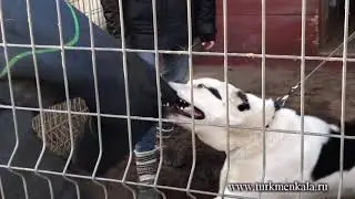 Алабай (САО), кобель, Туркмен Кала Орак (8 мес.).  Первая проверка рабочих  качеств.