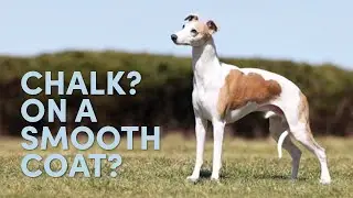 How to Chalk A Very Short Smooth Coated Dog