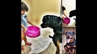 Melhor raça que já tive.
