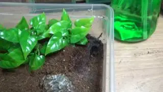 update on salmon pink birdeater