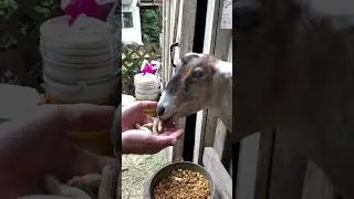 #goat eating #peanuts #asmr