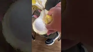 Durian Musangkingnya Belum Mantap #duriantraveler #durianmusangking