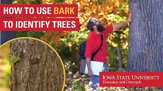 How to Use Bark to Identify Trees