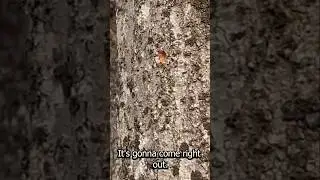 Multi Trunk Trees | Tapping Maple Trees | Maple Syrup #maplesyrup #tree #newhampshire #sapping #sap