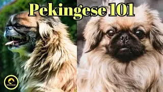 "Top 10 Facts About the Pekingese"