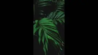 Rain Falling On Leaves for Sleep Music for 8 Hours • Relaxing Music, Sleeping Music