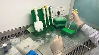 ПЦР анализ. Обзорное видео 