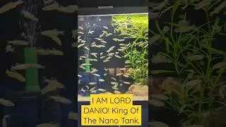 I AM LORD OF THE DANIOS! Aquaman Eat Your Heart Out 