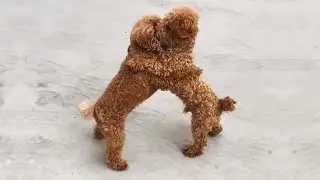 Cute is Not Enough - Funny Cats and Dogs Compilation #281