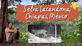 Selva Lacandona - Monitoreo de fauna silvestre: jaguar, tapir, ocelote, entre otros!