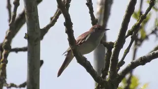 Nightingale Singing