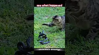 Cat reflex vs snake attack 😱