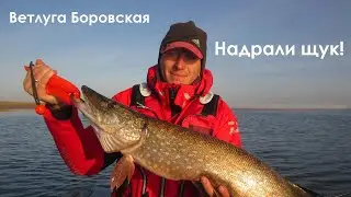 Ветлуга, Боровская! Надрали щук! Рыбалка осень 2020! Крупные приманки.
