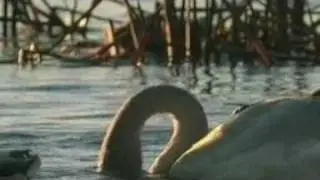 BBC - Natural World - Mississippi, Tales of the Last River Rat-5.avi