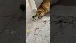 Сиба Ину и еда 🤣