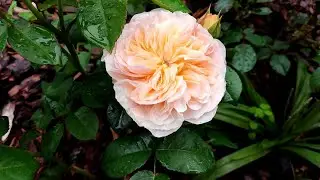 Walking in the garden. My roses during the rains. Canadian spruce Echiniformis. rose. roze