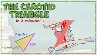 The Carotid Triangle